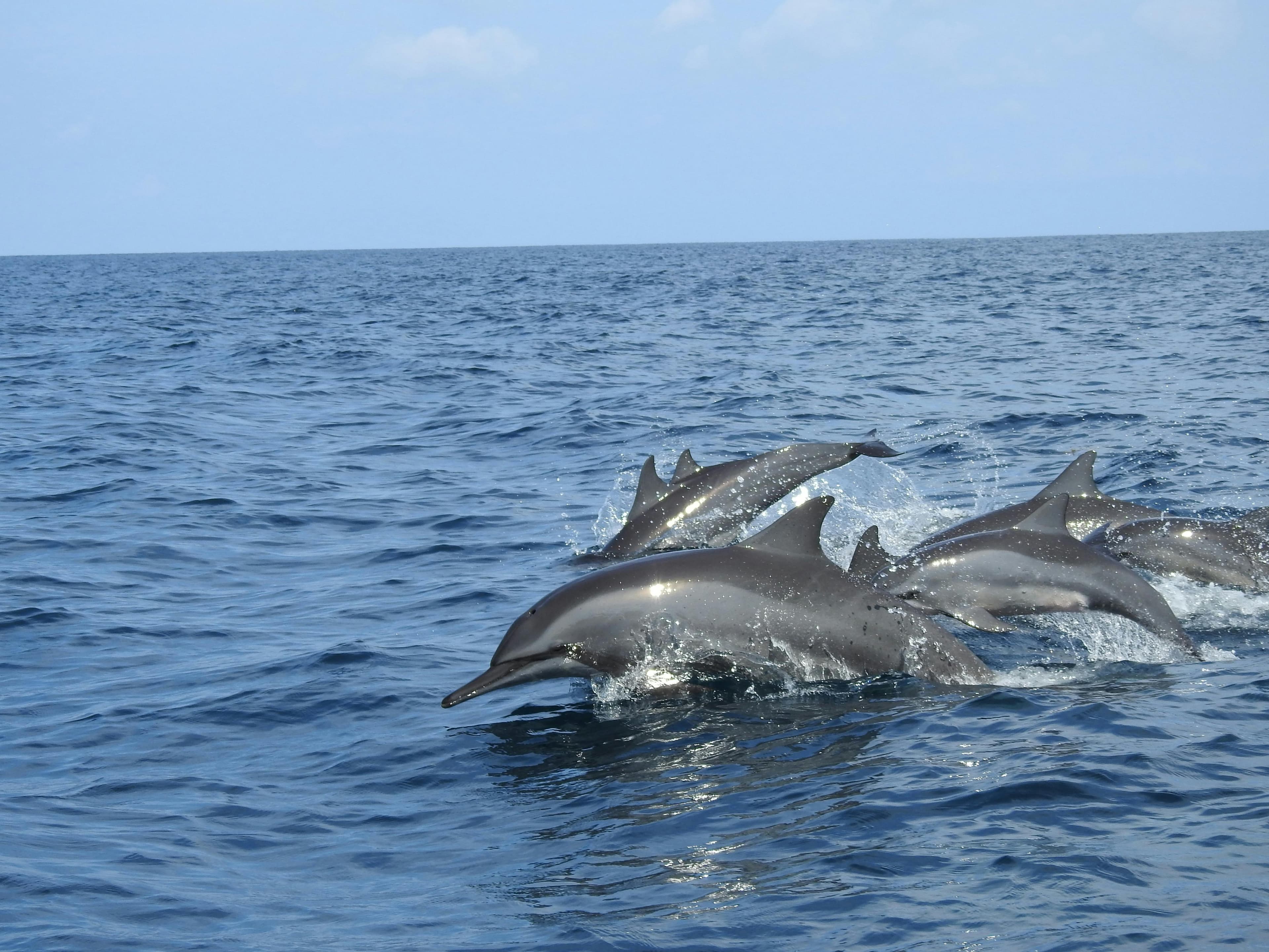 Bali: Lovina Dolphin Watching & Ulun Danu Beratan Temple Tour