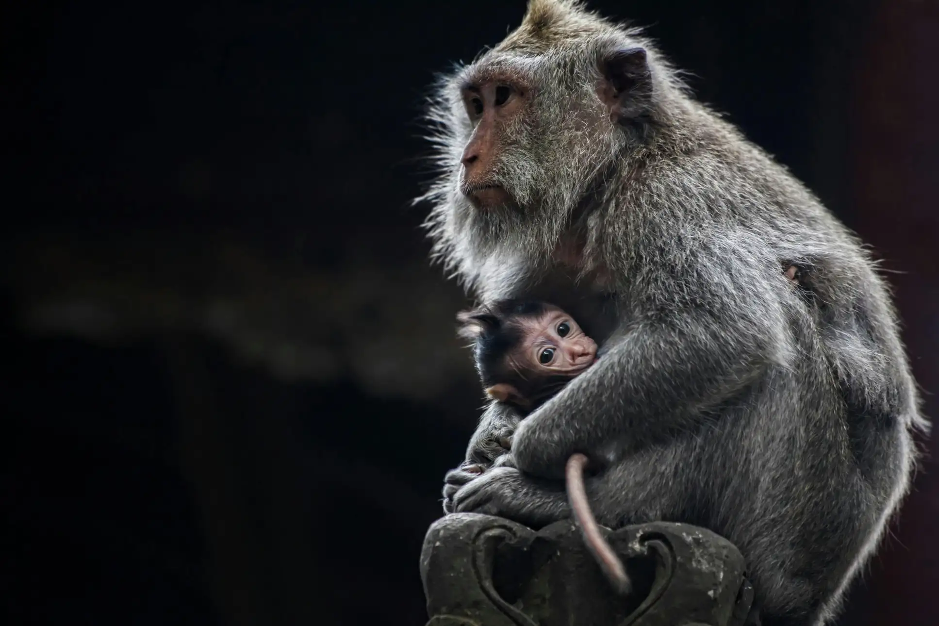 Ubud Full-Day Tour: Monkey Forest, Rice Terraces, Temple & Waterfall Image 2