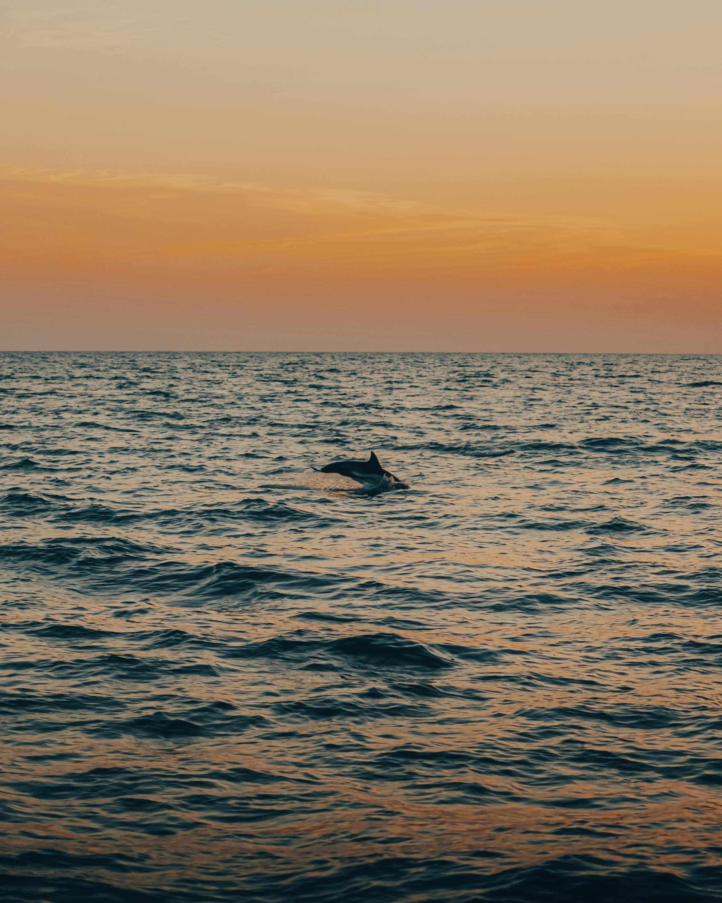 Bali: Lovina Dolphin Watching & Ulun Danu Beratan Temple Tour Image 3