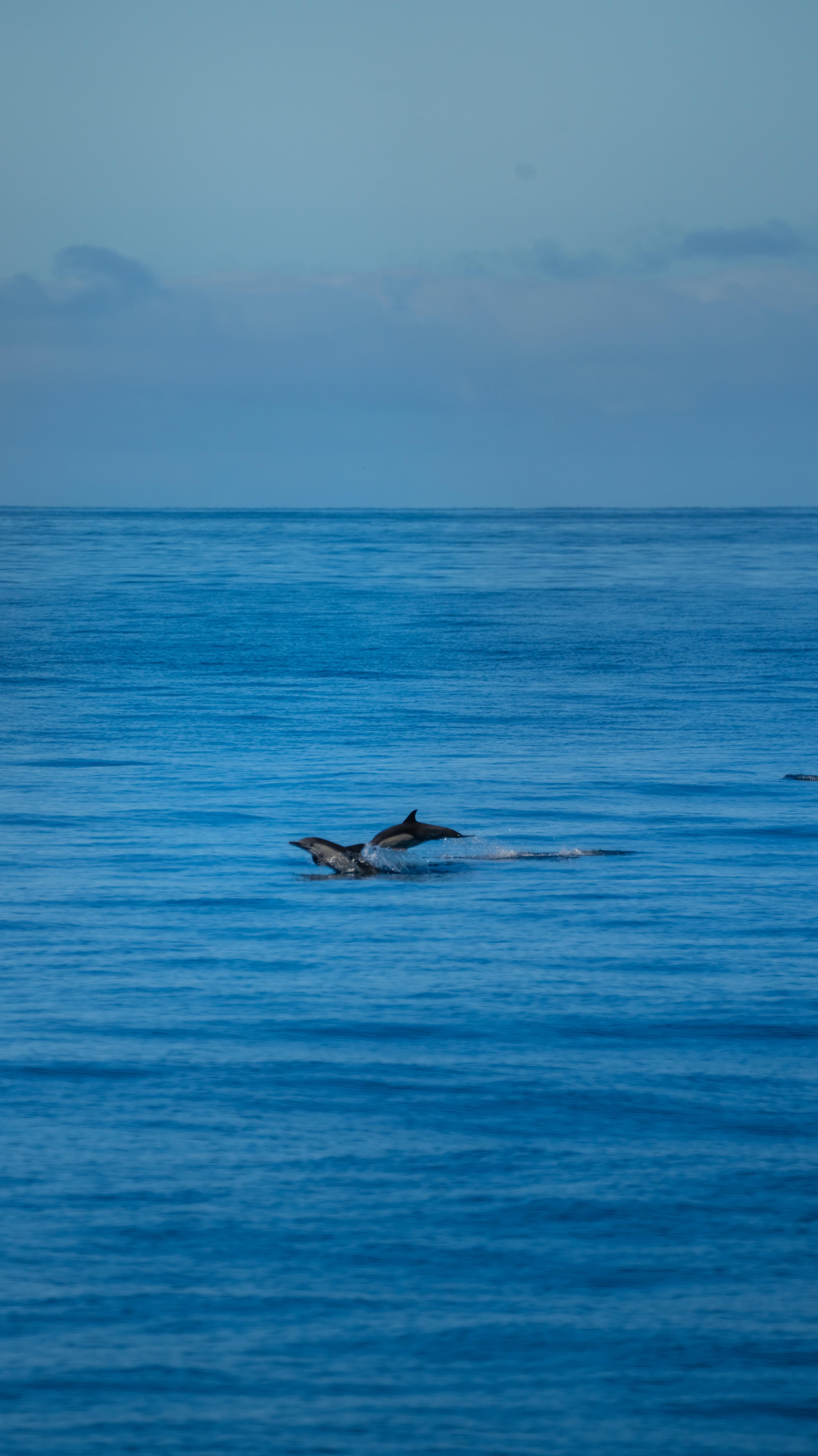 Bali: Lovina Dolphin Watching & Ulun Danu Beratan Temple Tour Image 4